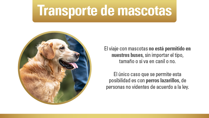 Mascotas.jpg